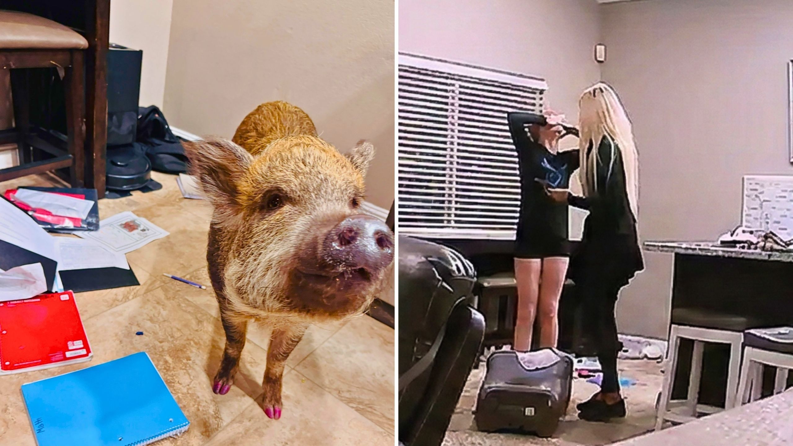 Girl Tells Teacher Pig Ate Her Homework - And Has The Video To Prove It