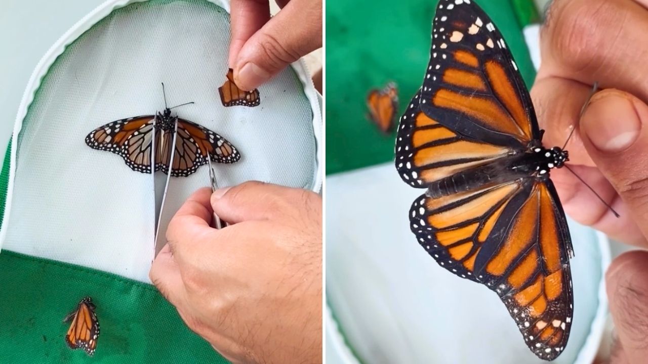 Couple Rescue Butterly By Carrying Out At-Home Surgery On Its Wing Before Watching It Fly Away
