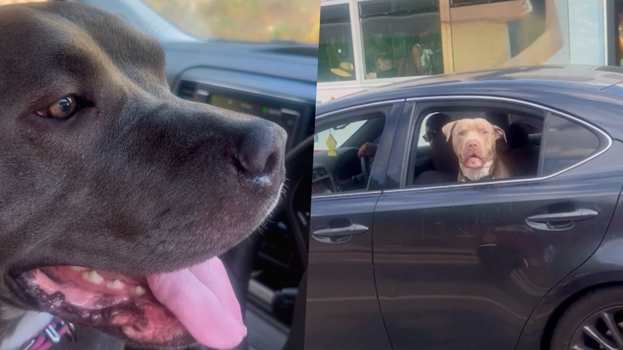 Dog Owner Captures Pooch's 'Love At First Sight' With Dog In Car Next To Them