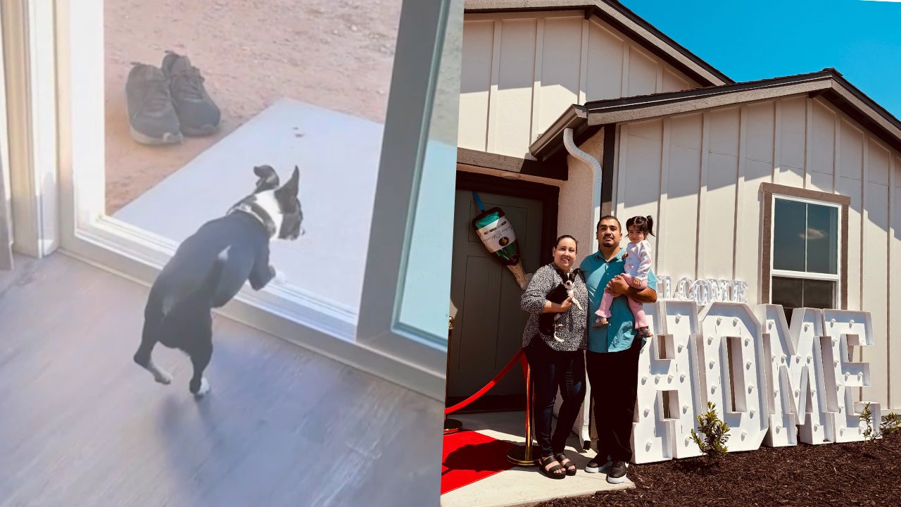 Apartment Dog Surprised With First Backyard In New Home