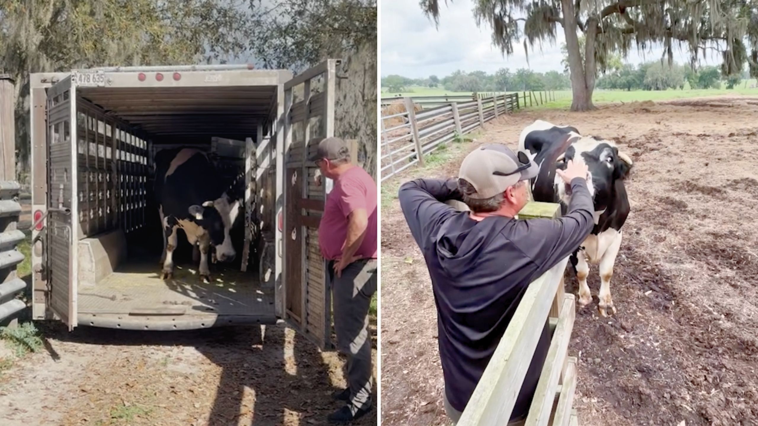 Rescued Cow Left Alone For Years Excitedly Joins Herd Once More