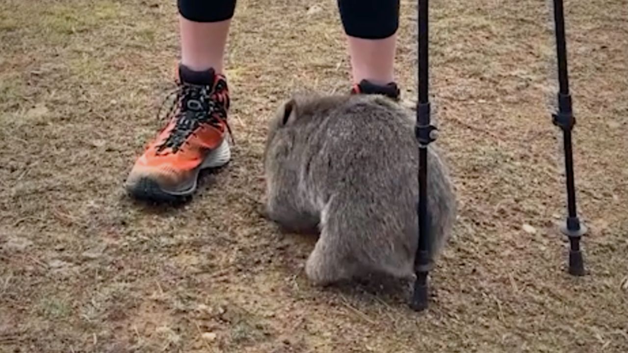 Cute Wombat Twerks On Hiker's Poles To Scratch Butt