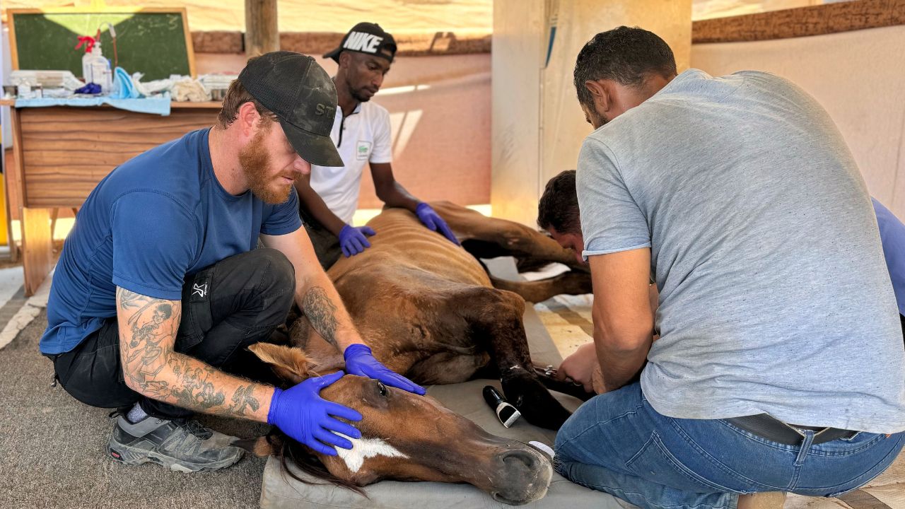 Fearless Team Enter Gaza To Rescue Helpless Animals