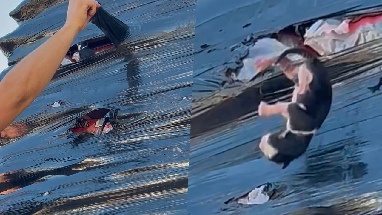 Couple Rescue Kitten Trapped In Wrapped Plastic Pallet