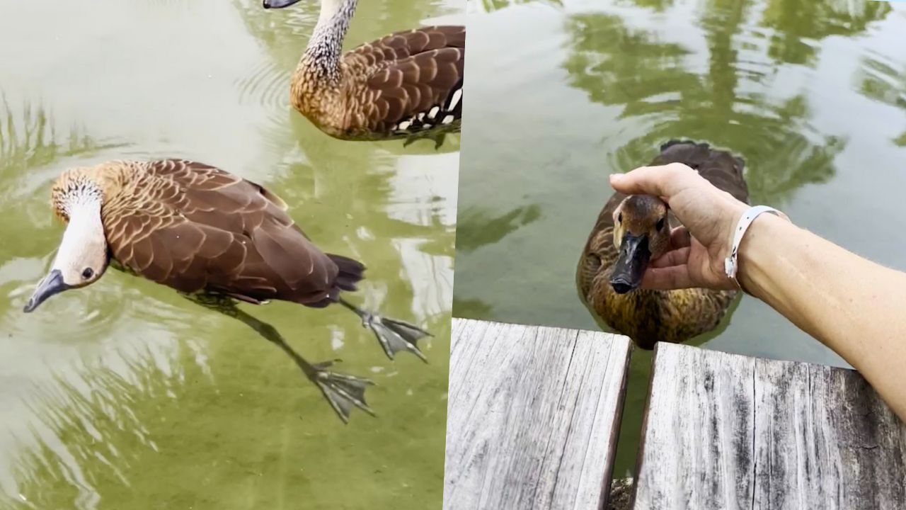 Ducks Ask Passerby To Rescue Seemingly-Dead Friend