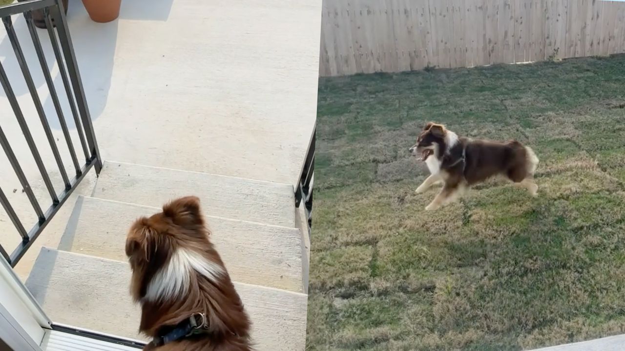 Apartment Dog Surprised With New Home With Backyard