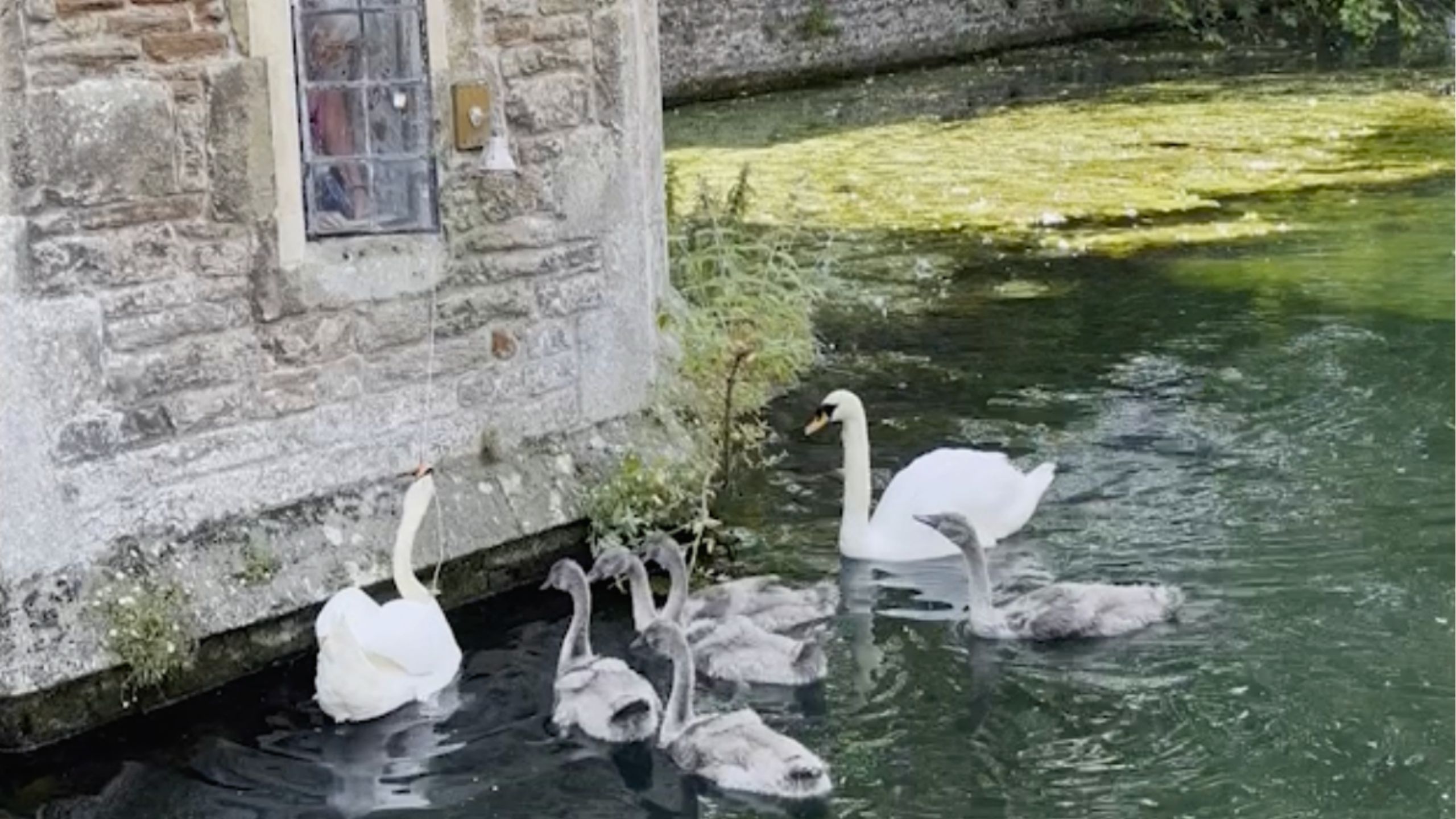Swans 170-Year-Old Tradition Of Ringing Bell To Get Snacks
