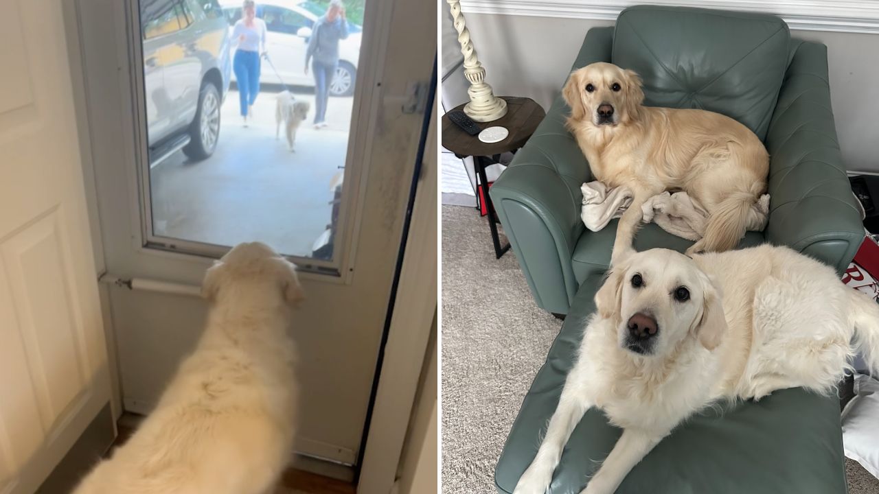 Dog Realizes Best Friend Rescue Pooch Has Been Adopted