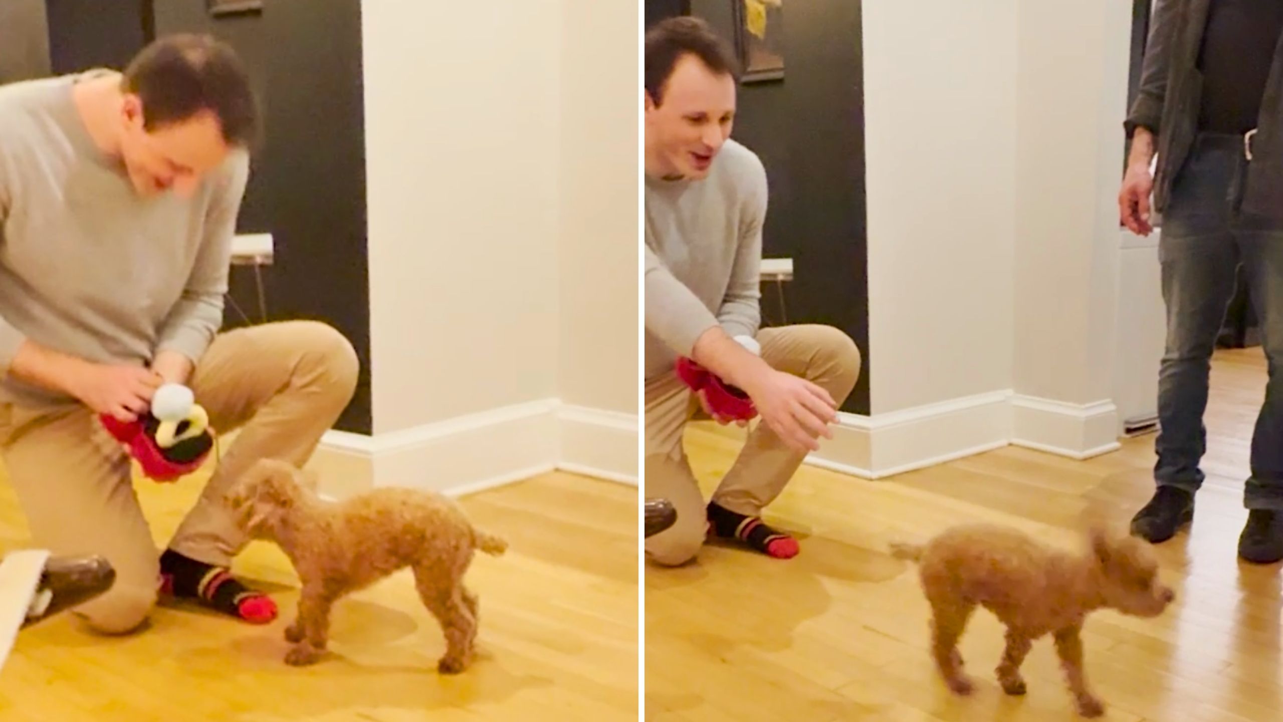 Man's Proposal To Fianceé's Dog Doesn't Go To Plan