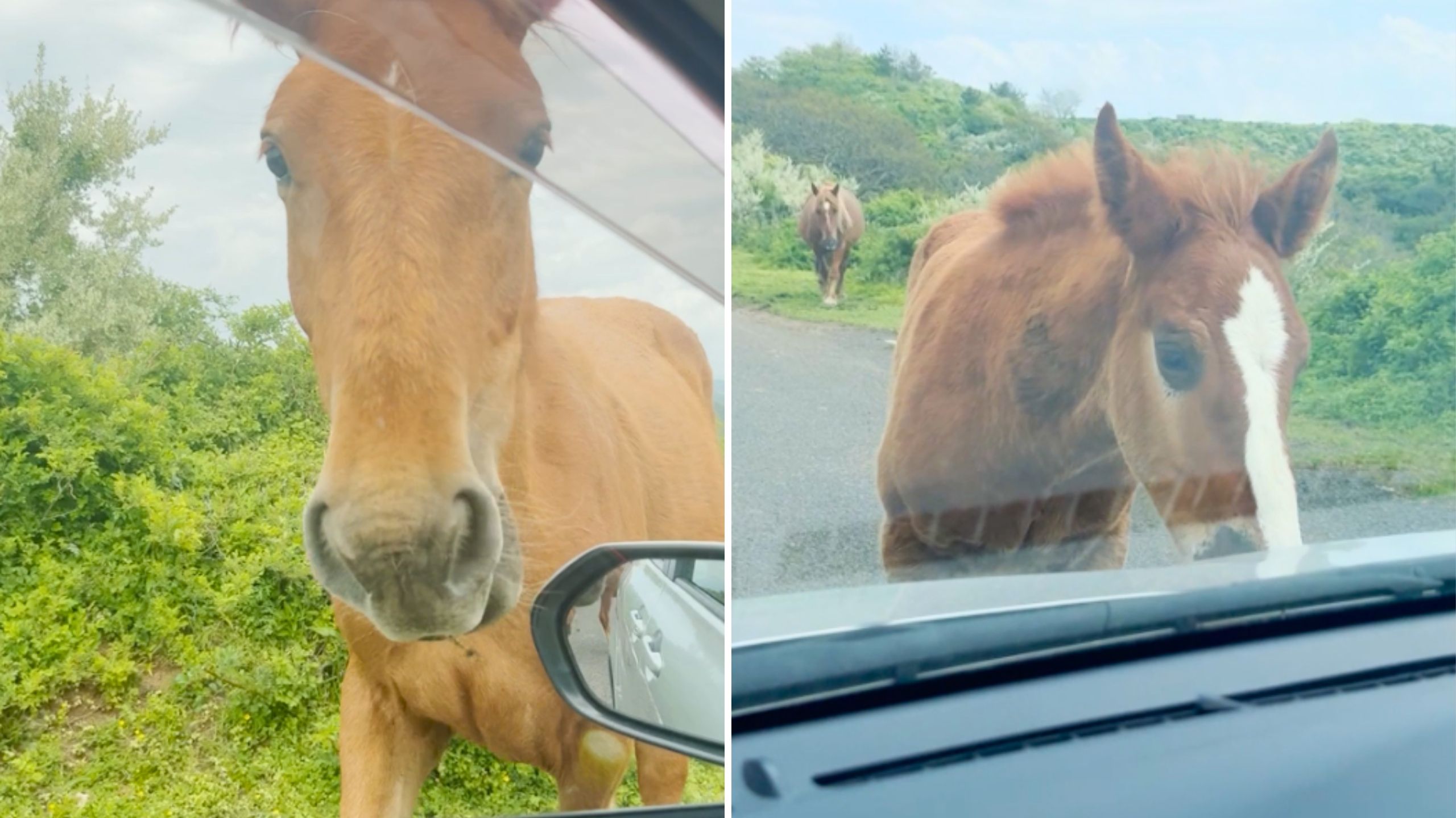Friends’ Japan Road Trip Takes Wild Turn When Persistent Horses Refuse To Leave Their Rental Car Alone
