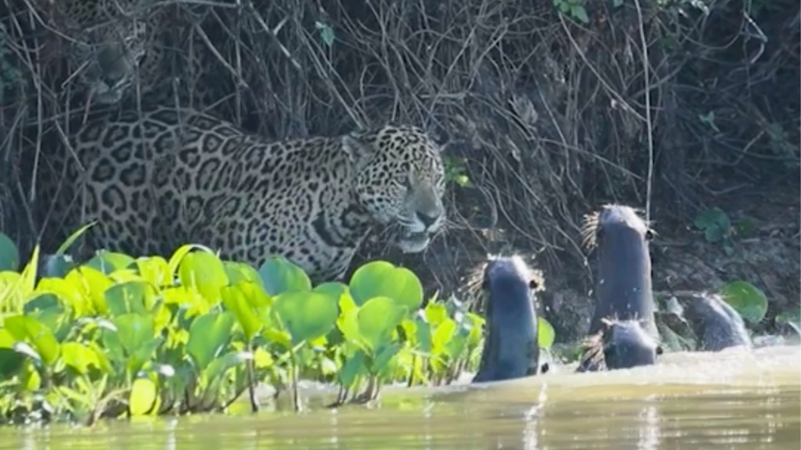 Fearless Otter Family Take On Pair Of Jaguars