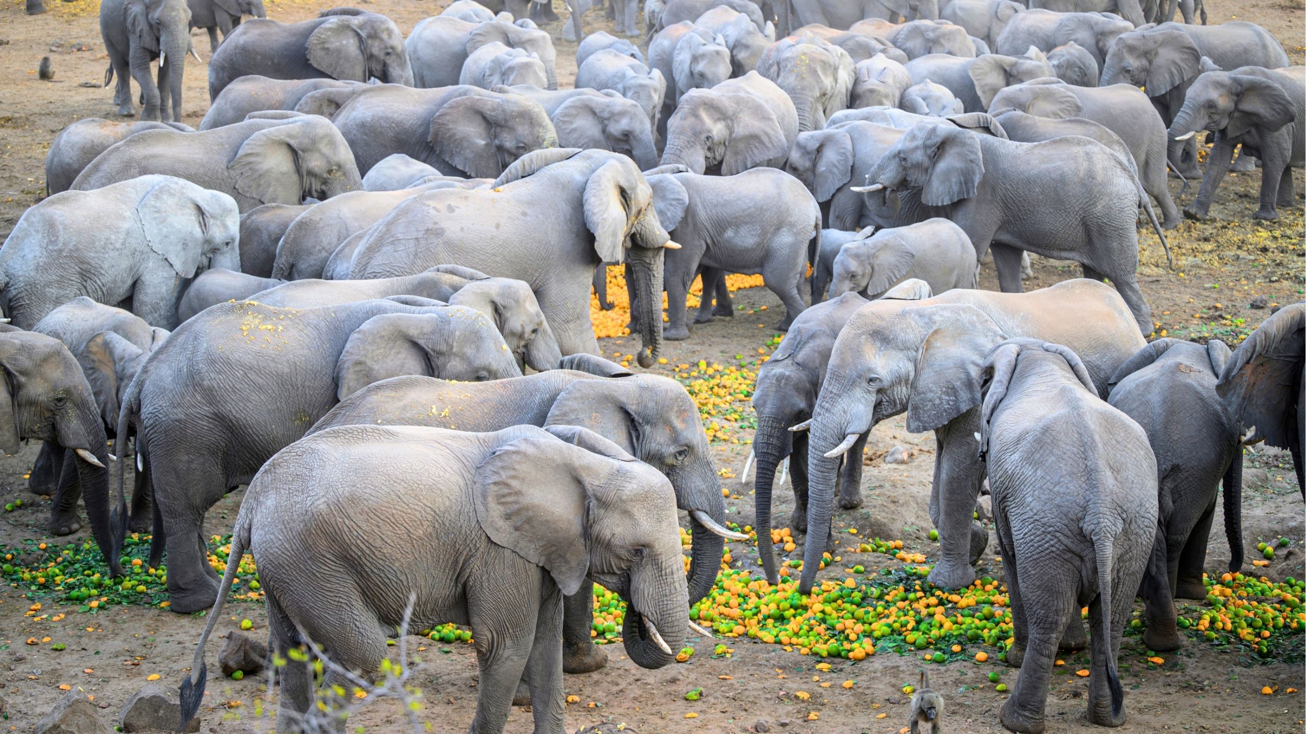 Hundreds Of Elephants Descend On Valley To Eat Estate's Discarded Fruit