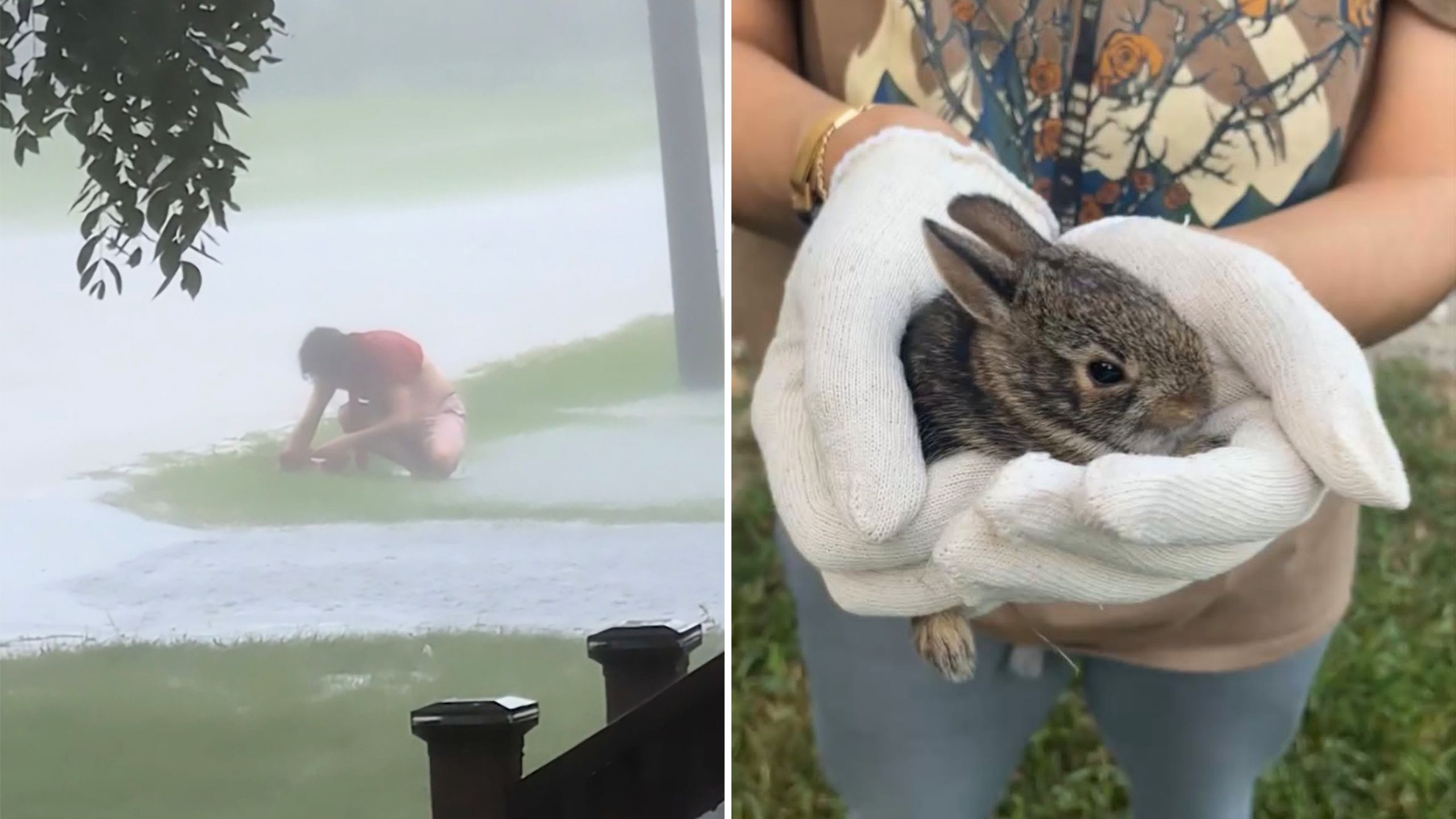 Man Rushes Out To Rescue Bunnies From Storm Drain During Downpour