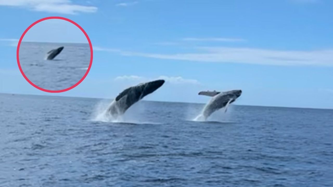 Humpback Whales Breach In Tandem Before Baby Copies Them