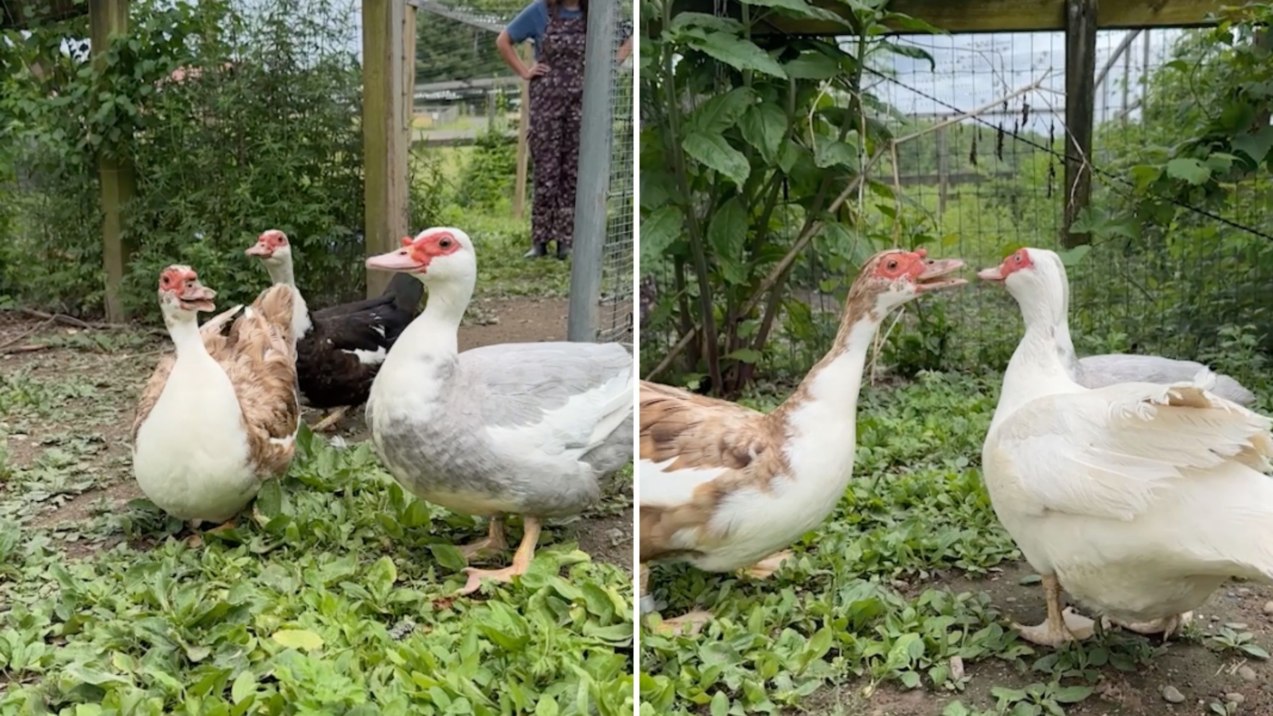 Rescued Duck Immediately Strikes Up Conversation With New Pals At Sanctuary