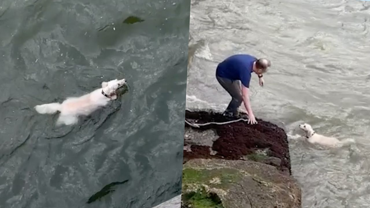 After Dog Falls 15ft Into River Strangers Coax It To Safety