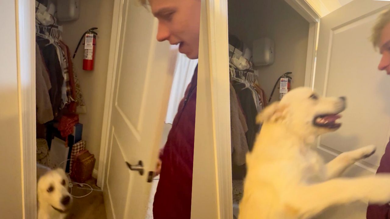 Dog Loves 'Hiding' In Closet To Jump Out On Owner Like They've Just Come Home