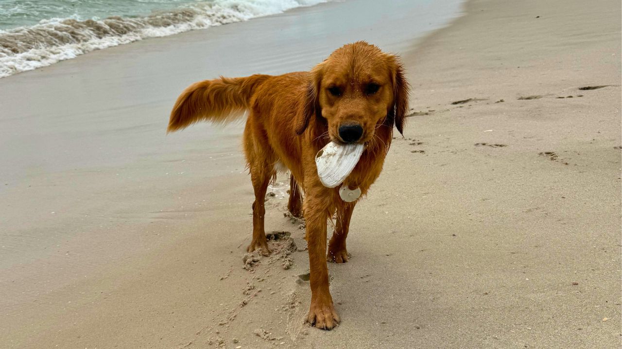 Clever Dog Hunts For 'Treasure' On Beach And Brings To Owner