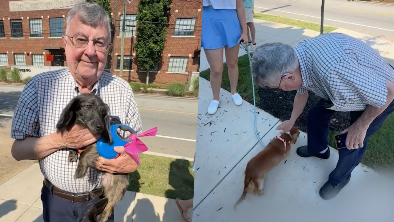 Grandpa Who Had Childhood Dachshund Has Sweet Day Out At Sausage Dog Meet-Up