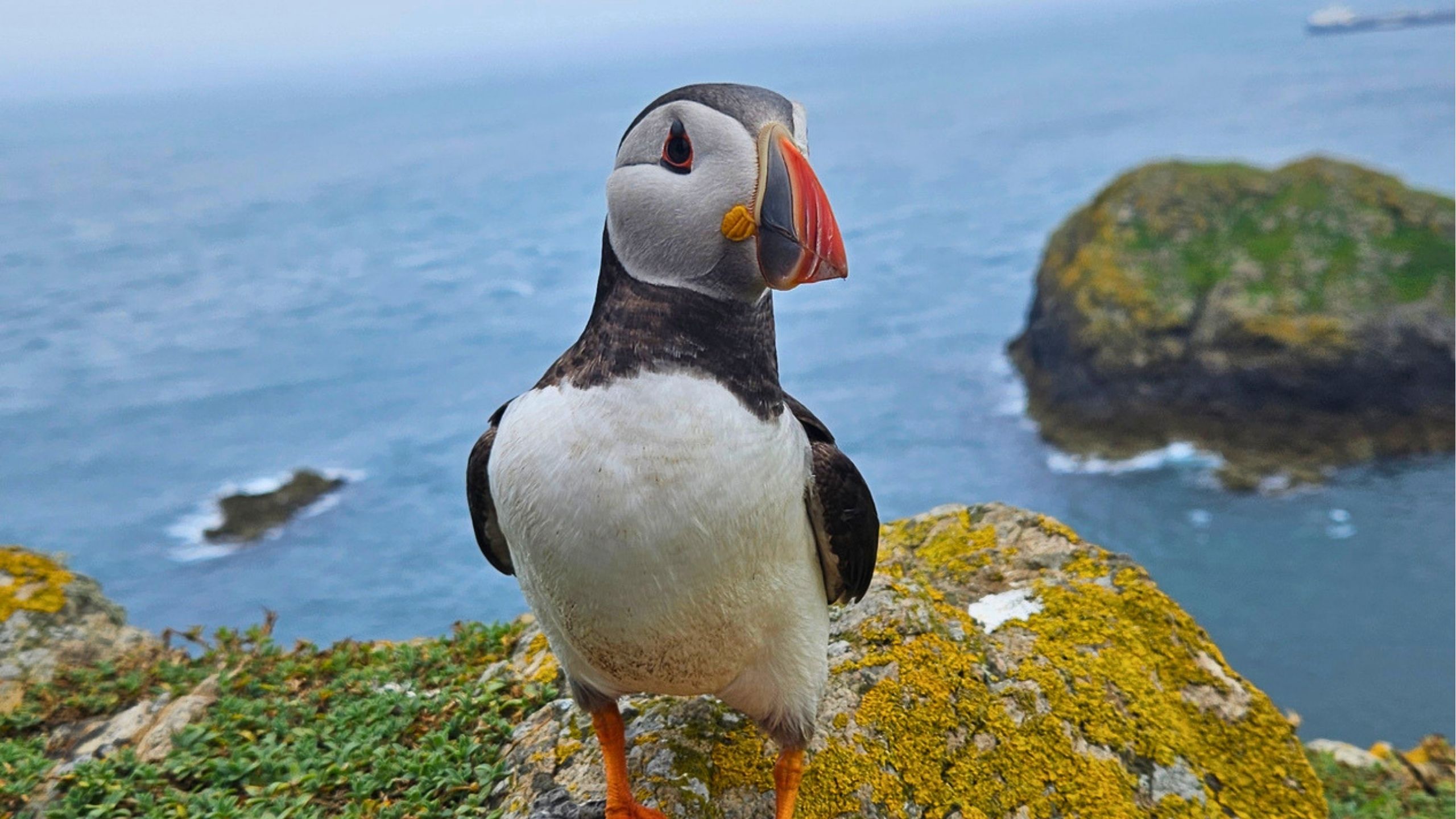 Photographers See Inquisitive Puffin Come And Say Hello