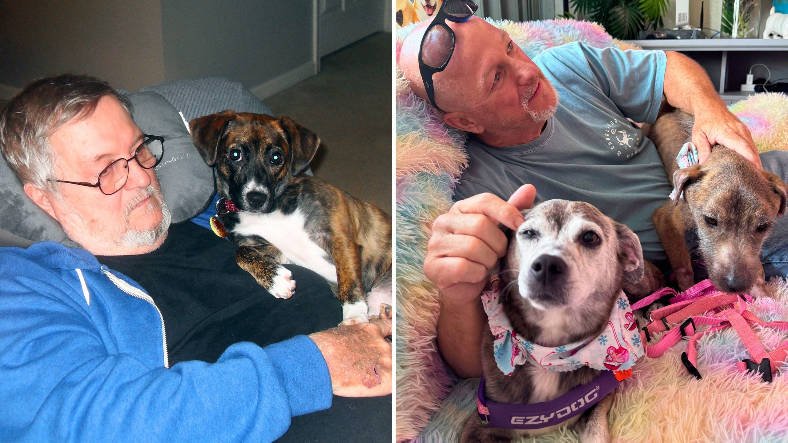 Son Rescues Late Dad's Dog After 10 Years Apart And Adopts Her BFF