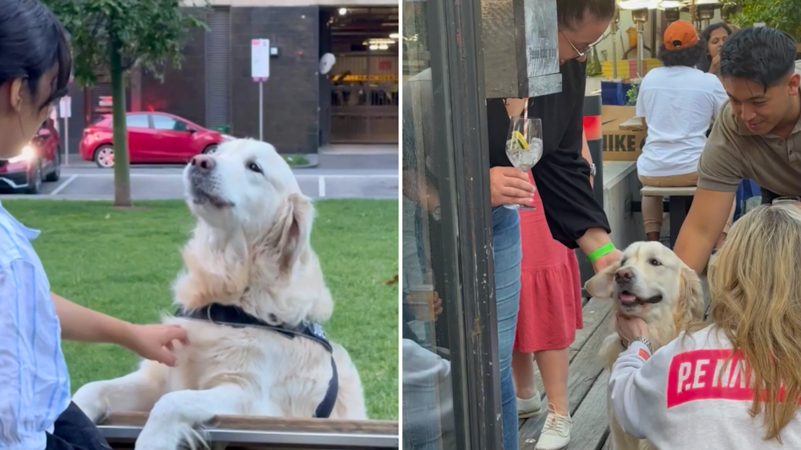 Hilarious Dog Loves Going Up To Strangers And Pretending He Has No Owner