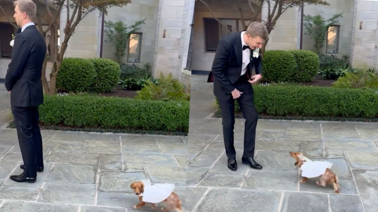 Groom's Surprise First Look With Beloved Sausage Dog In Wedding Dress