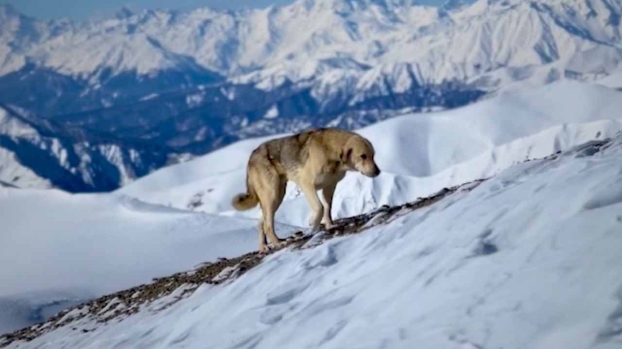 Stray Dog Follows Skier Across Epic Seven-Hour Mountain Trek