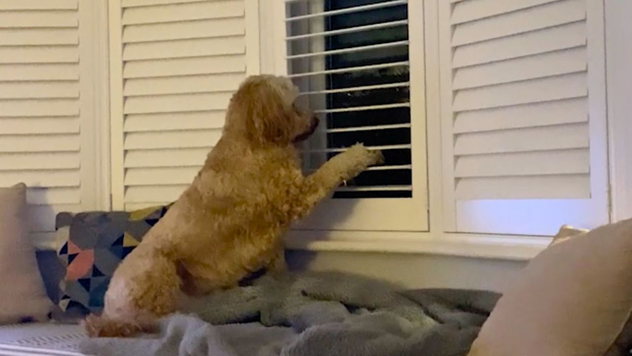 Nosey Dog Learns To Open Blinds To Spy On Neighbors