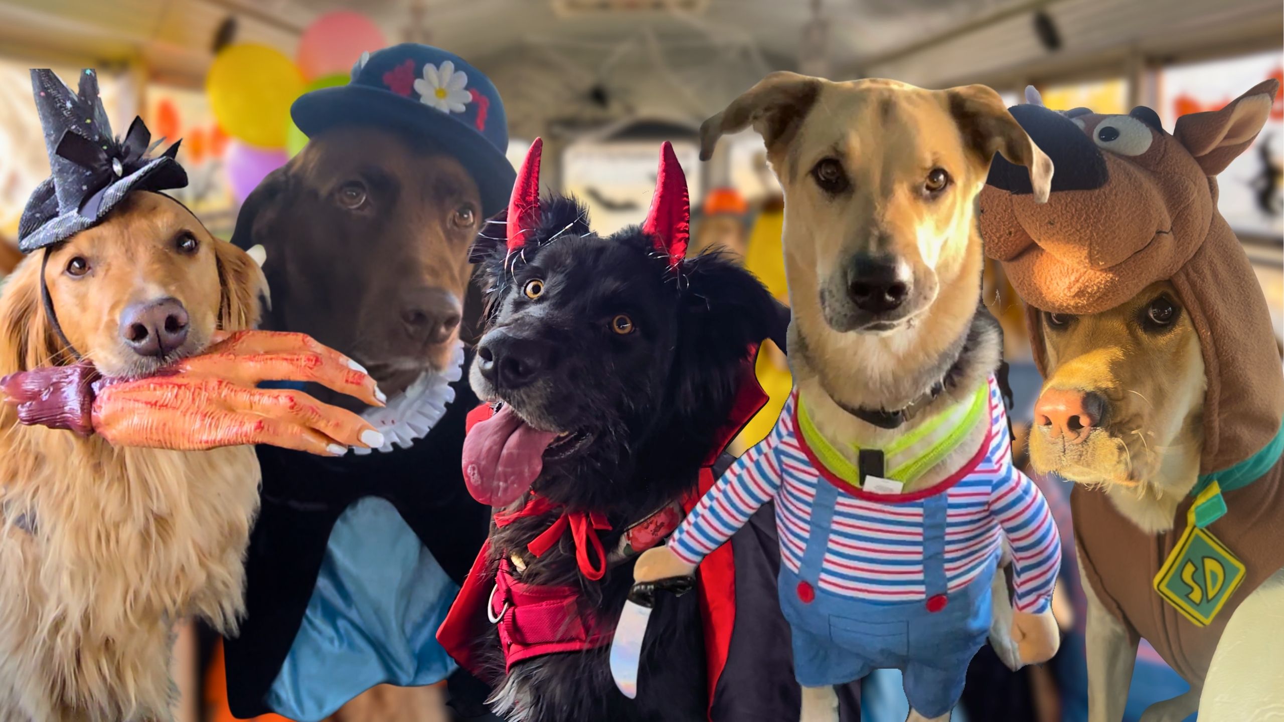 Doggy Daycare Hosts Adorable Halloween Costume Contest