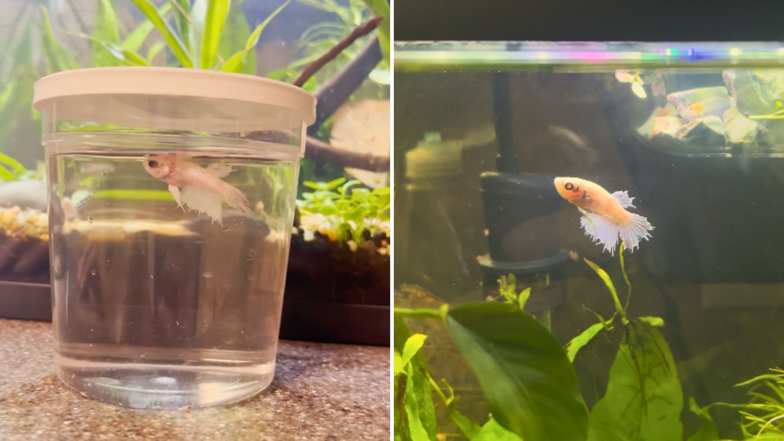 Kindhearted Woman Rescues Fish Who Had Been In Pet Store Cup For 520 Days And Gives It Amazing Life
