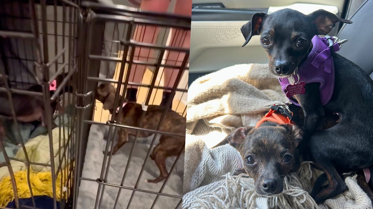 Sibling Rescue Dogs Sent To Different Foster Homes Reunited