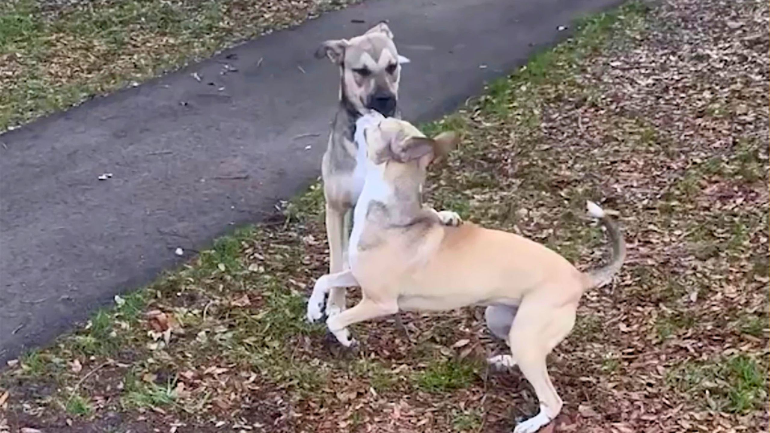 Rescue Dog Has Wholesome Reunion With Biological Sibling She Last Saw At Shelter