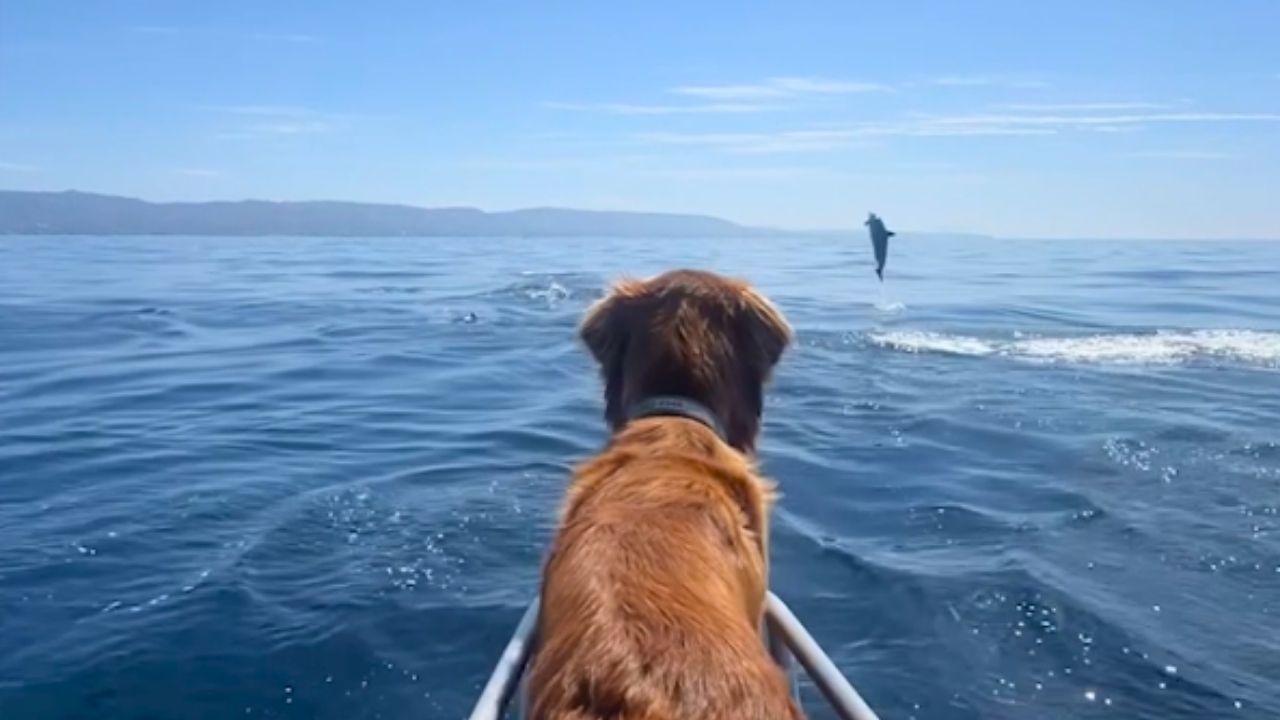 Dog Get Treated To Amazing Show By Pod Of Dolphins