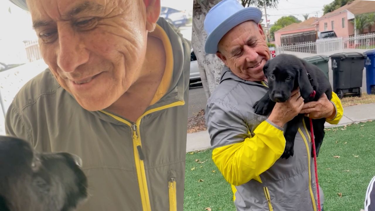 Labrador Videos Lead to Surprise Puppy for Grieving Dog Dad