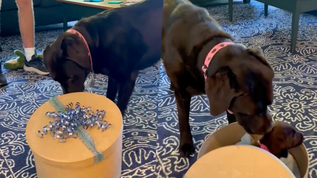 Lonely Labrador Opens Box To Discover New Puppy Best Friend