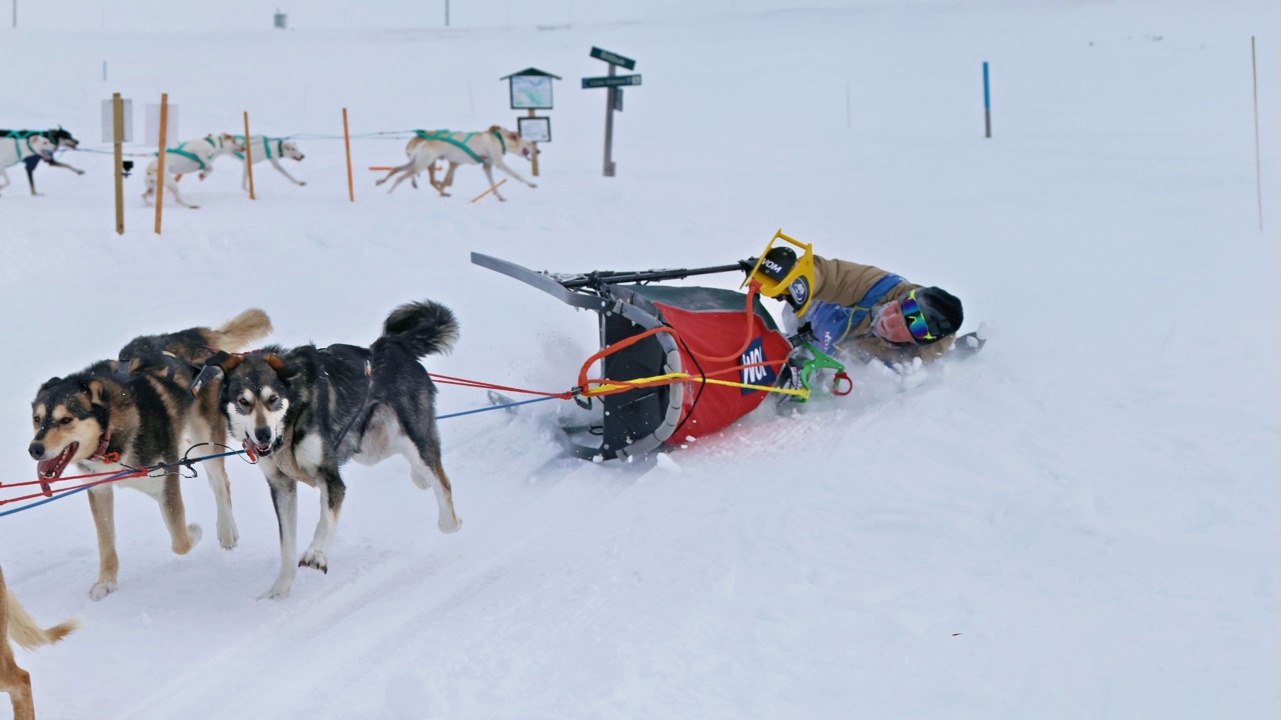 Dogsled Racer Saves Fellow Competitor Getting Dragged Along