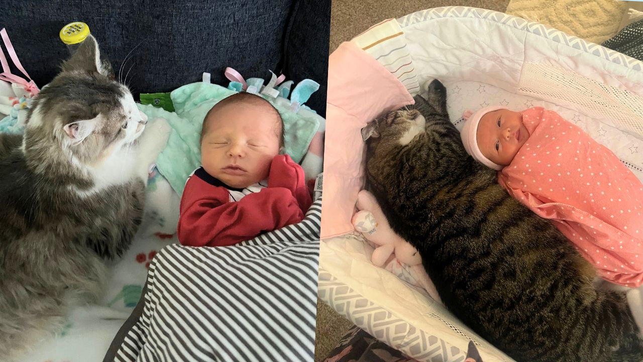 Rescue Cat Treats Human Baby As Her Own After Losing Kittens