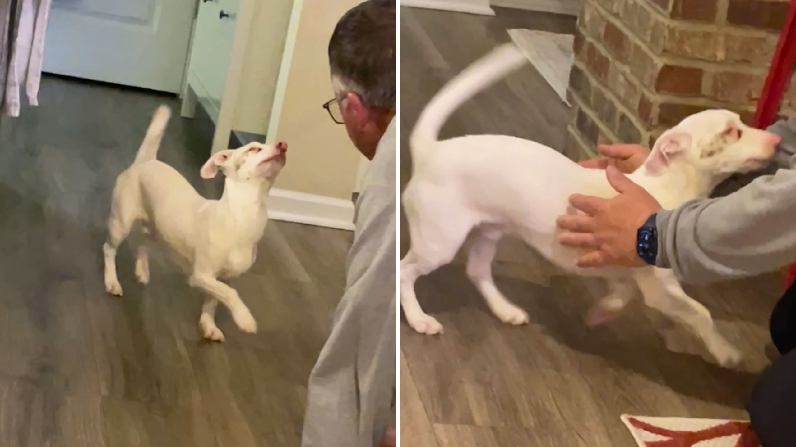 Deaf-Blind Dog Excitedly Dances When He Senses Owner Is Home