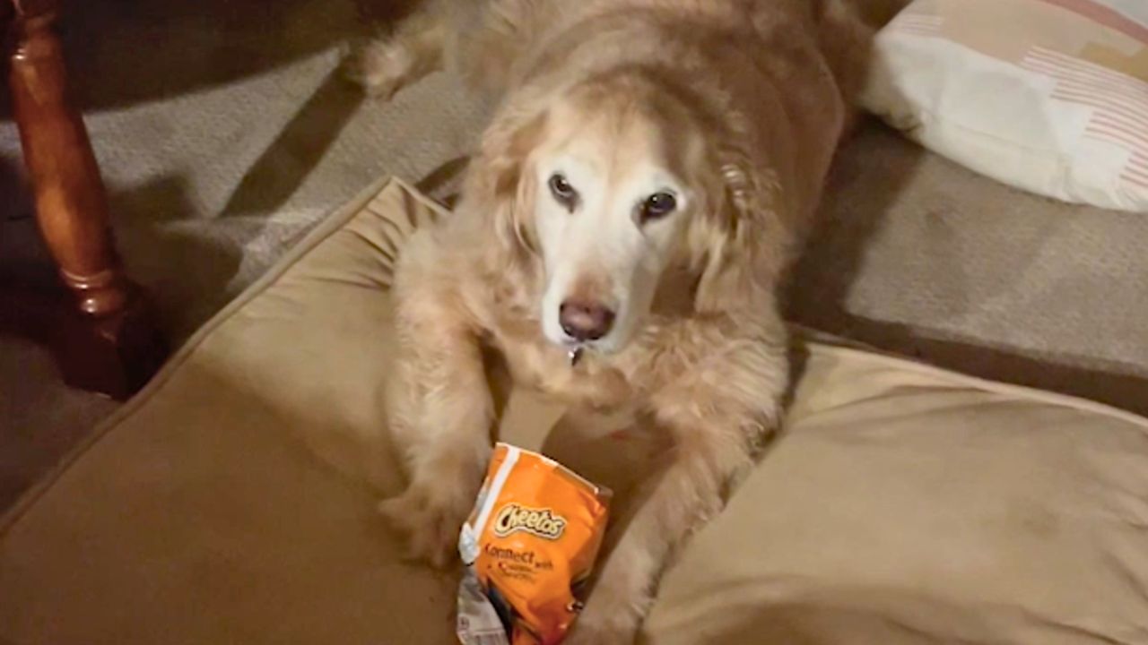 Dog Fiercely Protecting Hot Cheetos Goes Viral