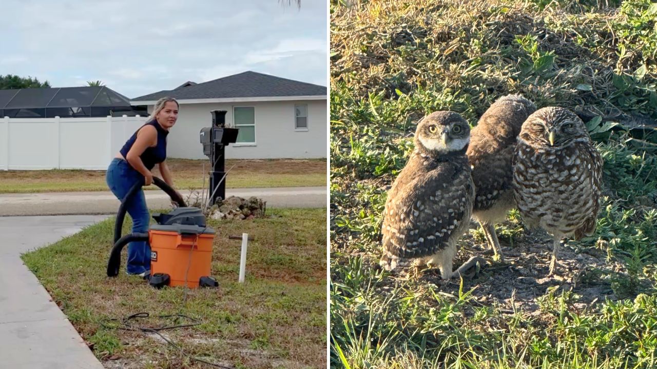Resident Goes All Out To Save Burrowing Owls Whose Home Was Destroyed By Storm