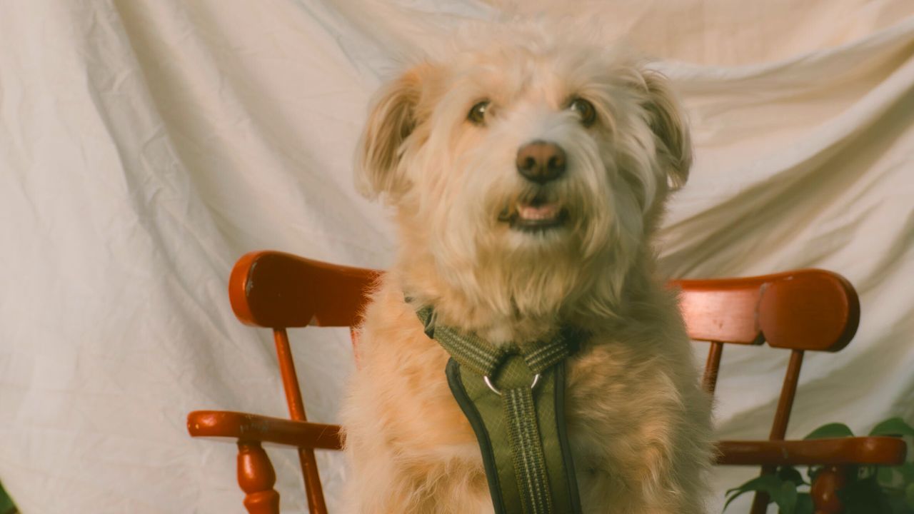 Photographer Offering Free Portraits Surprised When Neighbor Brings Dog