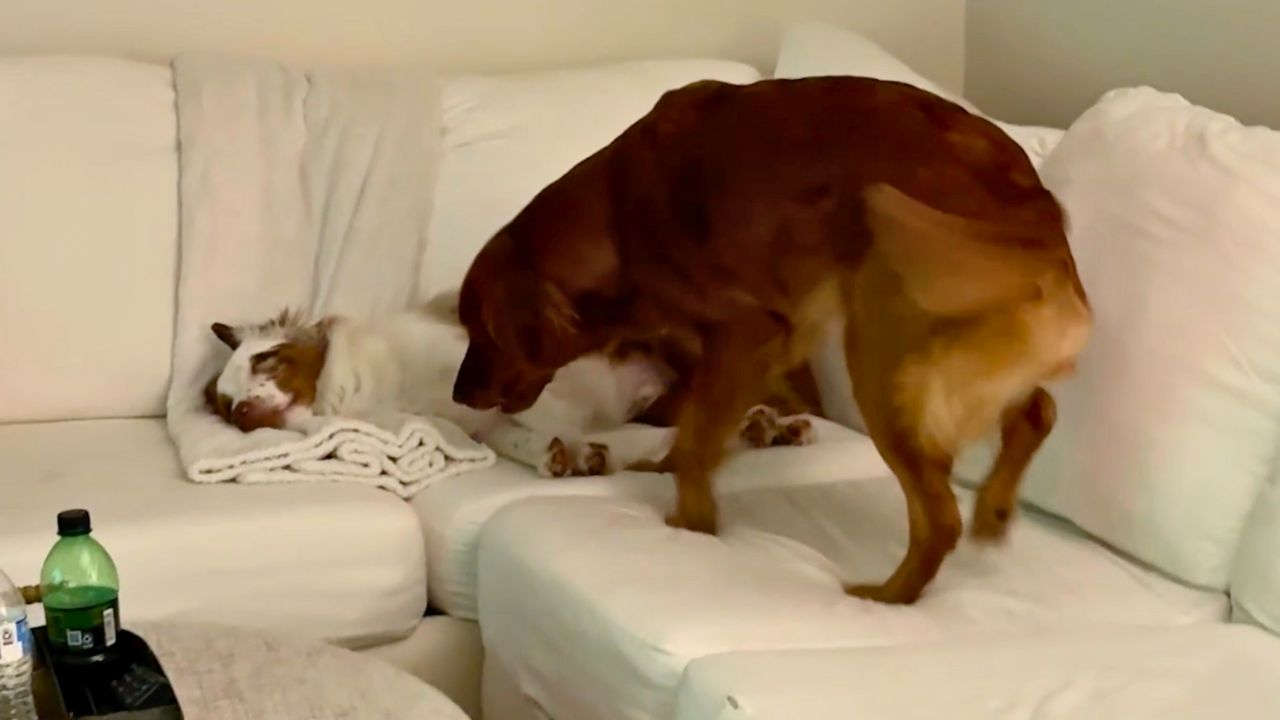 Dog Wakes Up Deaf Friend To Let Him Know Owners Are Home