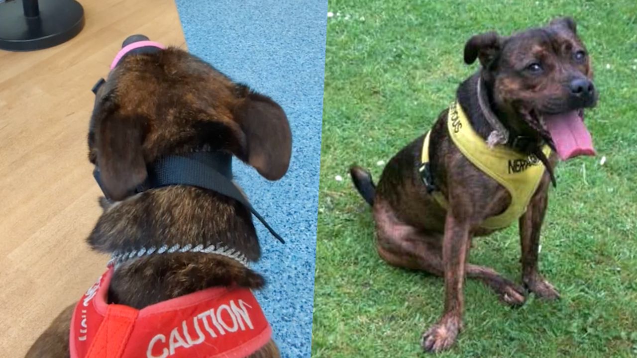 Dog Acting "Vicious" Realizes She's Seeing Favorite Vet Nurse And Immediately Changes Tone