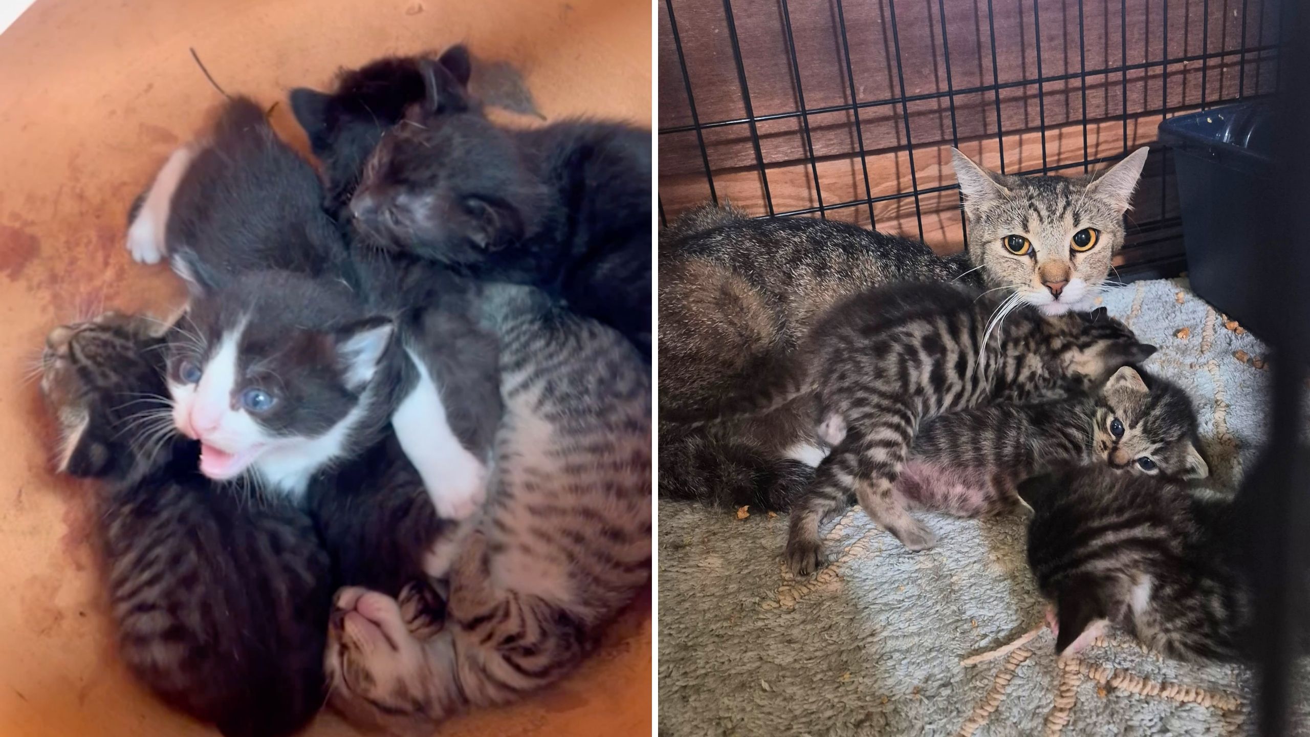 Animal Rescuer Saves Kittens Found In Flower Pot In Home Depot