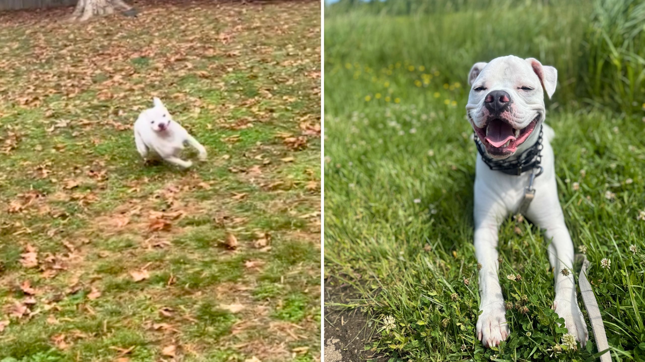Apartment Dog Discovers Own Backyard At New Home