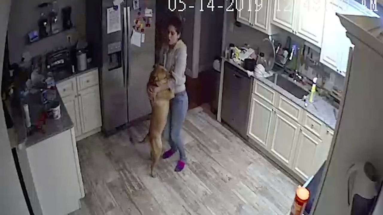 Intruder Alert Is Girlfriend Dancing With Dog In Kitchen