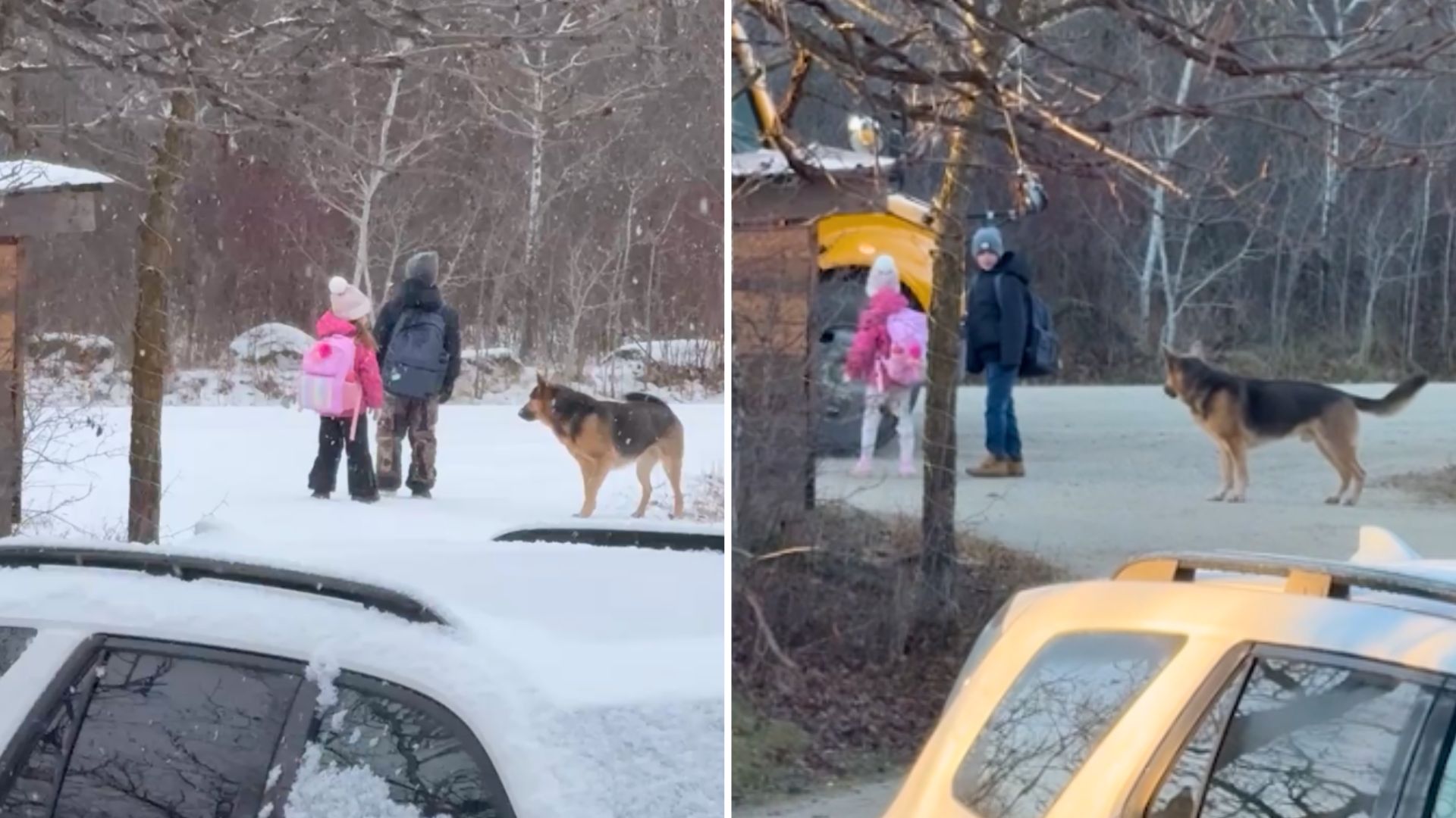 Protective Dog Walks Family's Kids To And From School Bus Stop And Waits With Them Every Day