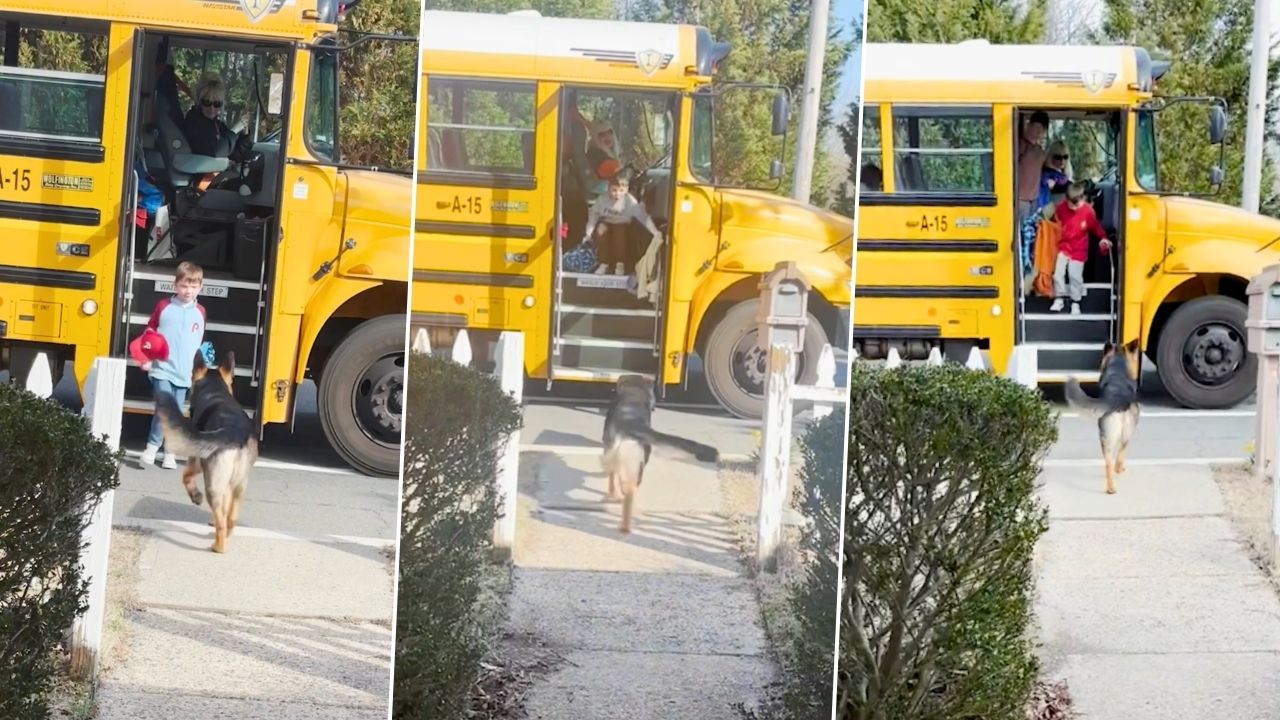 Mom Shares Wholesome End-Of-School Compilation Of Dog Greeting Kids Off Bus Every Day