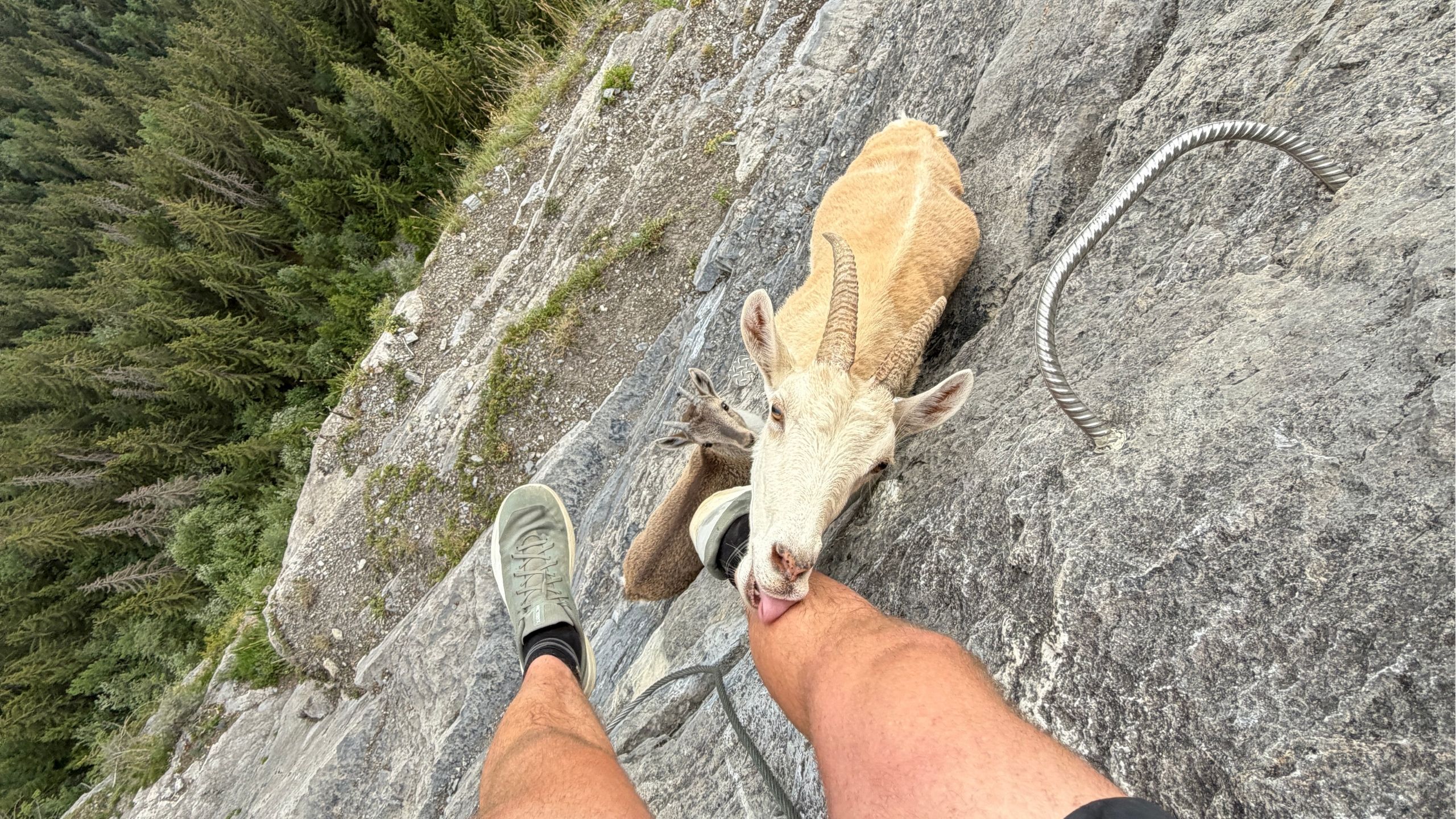 Wildlife Photographer Makes Friends With Locals As Goal Licks His Leg On Cliff Face